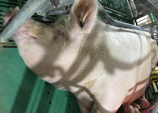 飼養故事