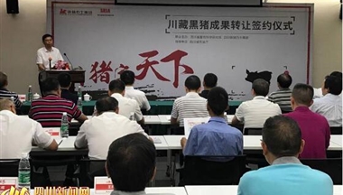 【四川新聞網(wǎng)】歷時14年培育 “川藏黑豬”成果轉(zhuǎn)讓簽約